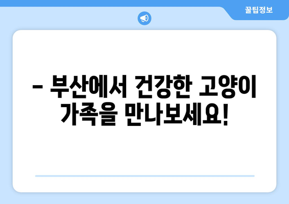 부산 고양이 분양| 미유펫에서 찾는 따뜻한 인연 | 부산 고양이 분양, 미유펫, 고양이 입양, 고양이 가족