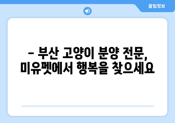 부산 고양이 분양| 미유펫에서 찾는 따뜻한 인연 | 부산 고양이 분양, 미유펫, 고양이 입양, 고양이 가족